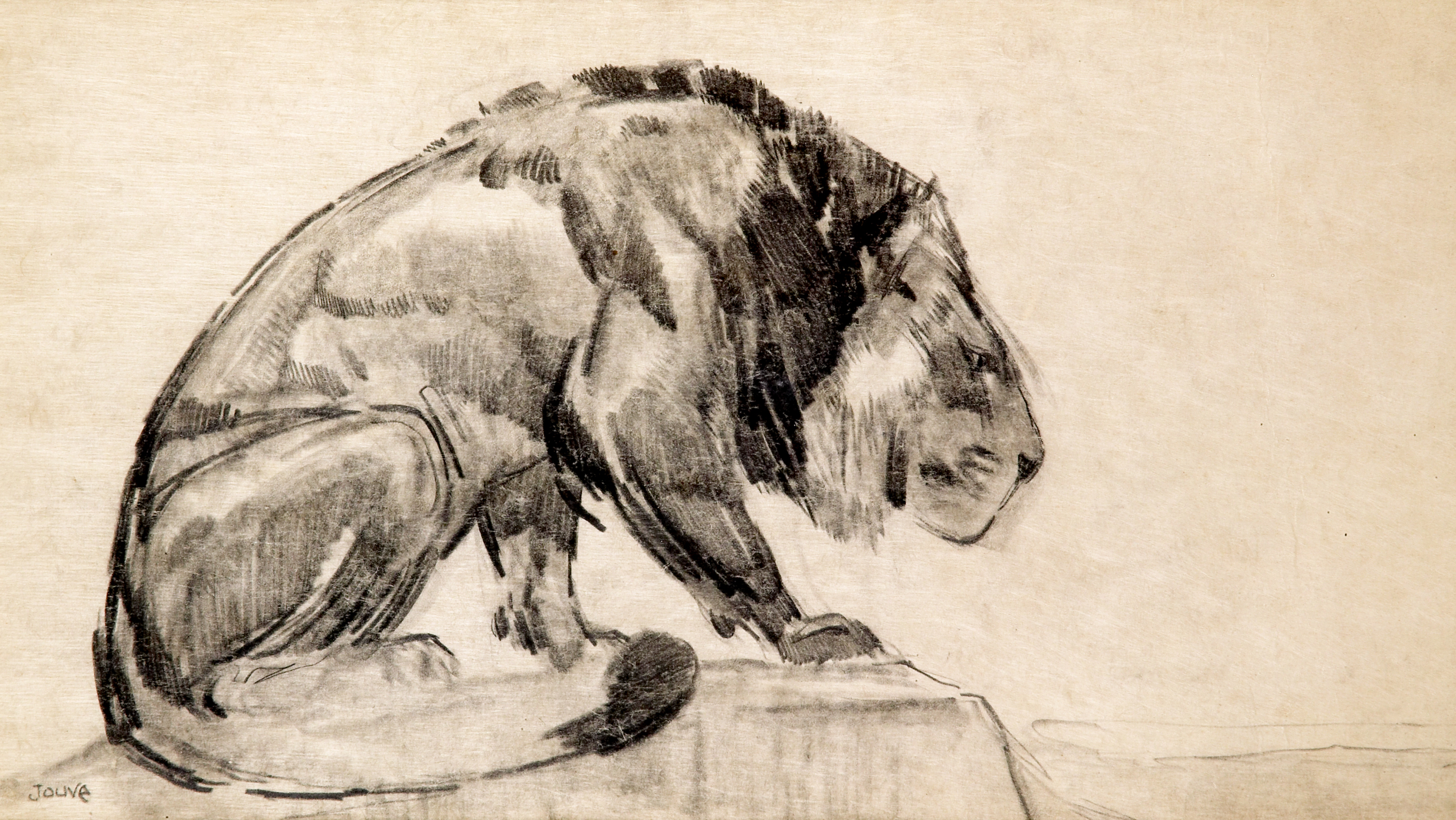 Lion guettant. Vers 1922.